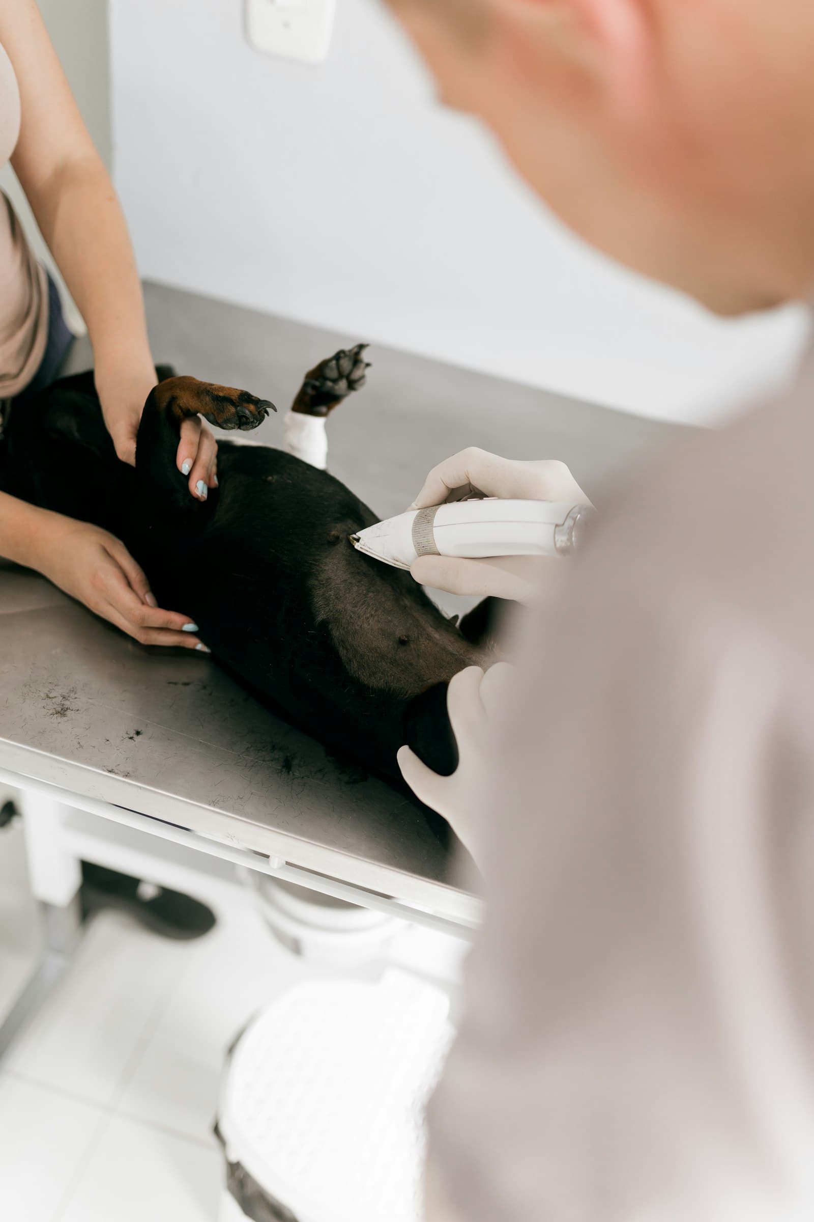 Un veterinario revisando a un perro en la consulta