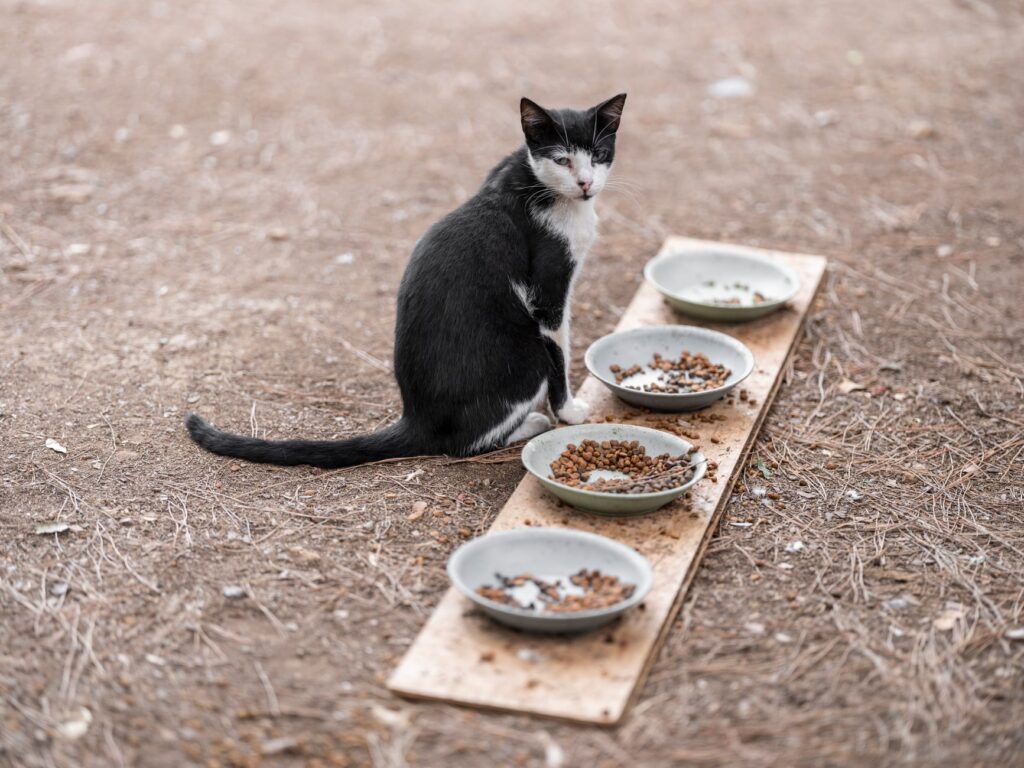 Distintos tipos de arena para gatos en cuencos: mejor arena para gatos