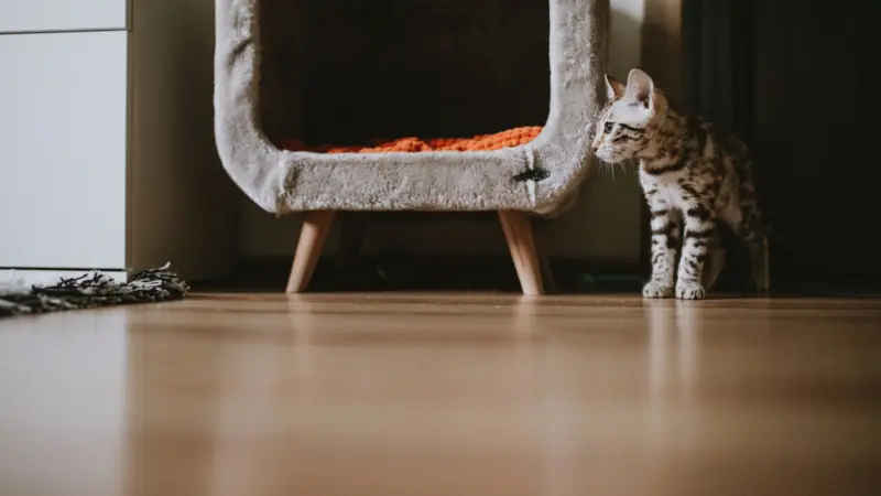 Gato oliendo un arenero limpio en casa: mejor arena para gatos