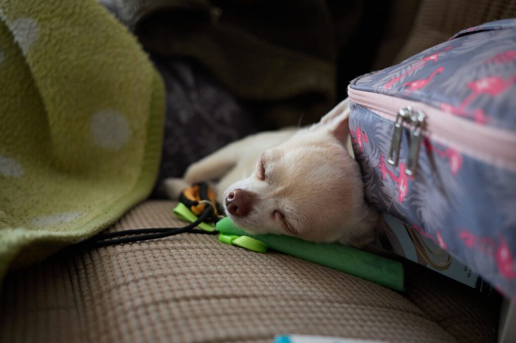Perro pequeño tapado con una manta durmiendo en un sofá: perro tiembla al dormir