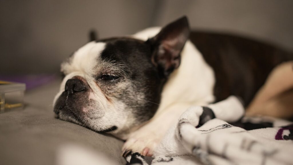 Perro tumbado de lado durmiendo profundamente en el suelo — Cómo diferenciar un sueño normal de una convulsión