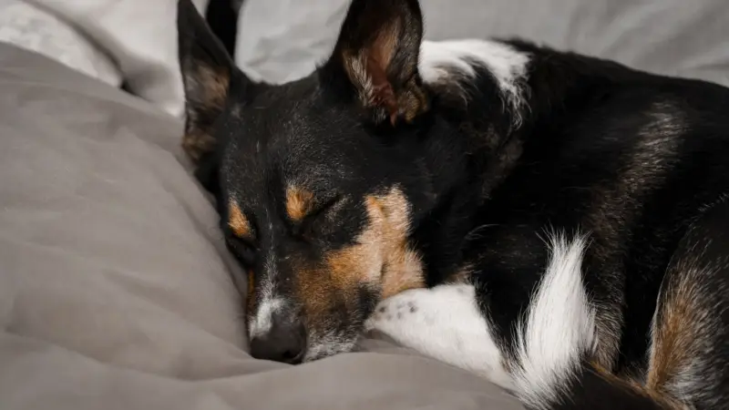 Perro durmiendo tranquilo en una cama con las patas moviéndose: perro tiembla al dormir