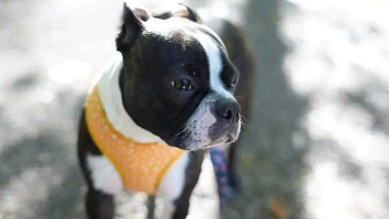 Un adorable Boston Terrier con un arnés amarillo, disfrutando del sol al aire libre.