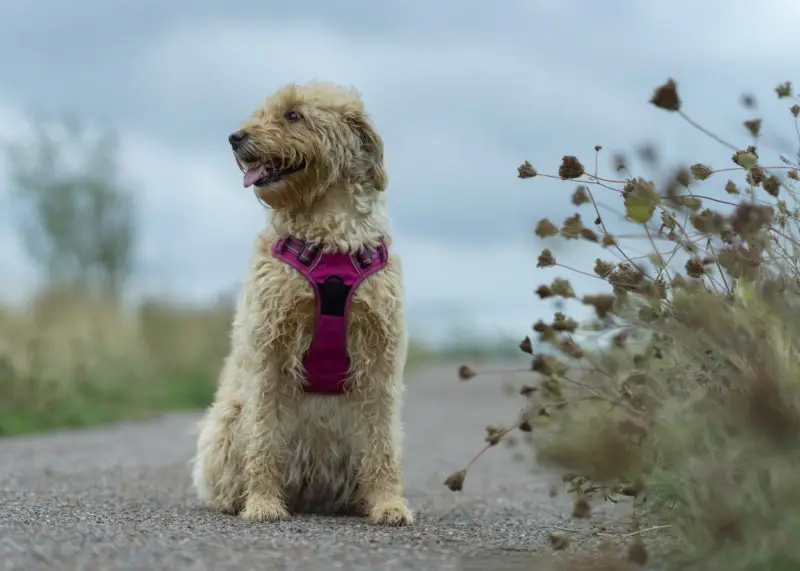 Un adorable perro de pelo rizado está sentado al aire libre en un sendero, luciendo un arnés rosa.