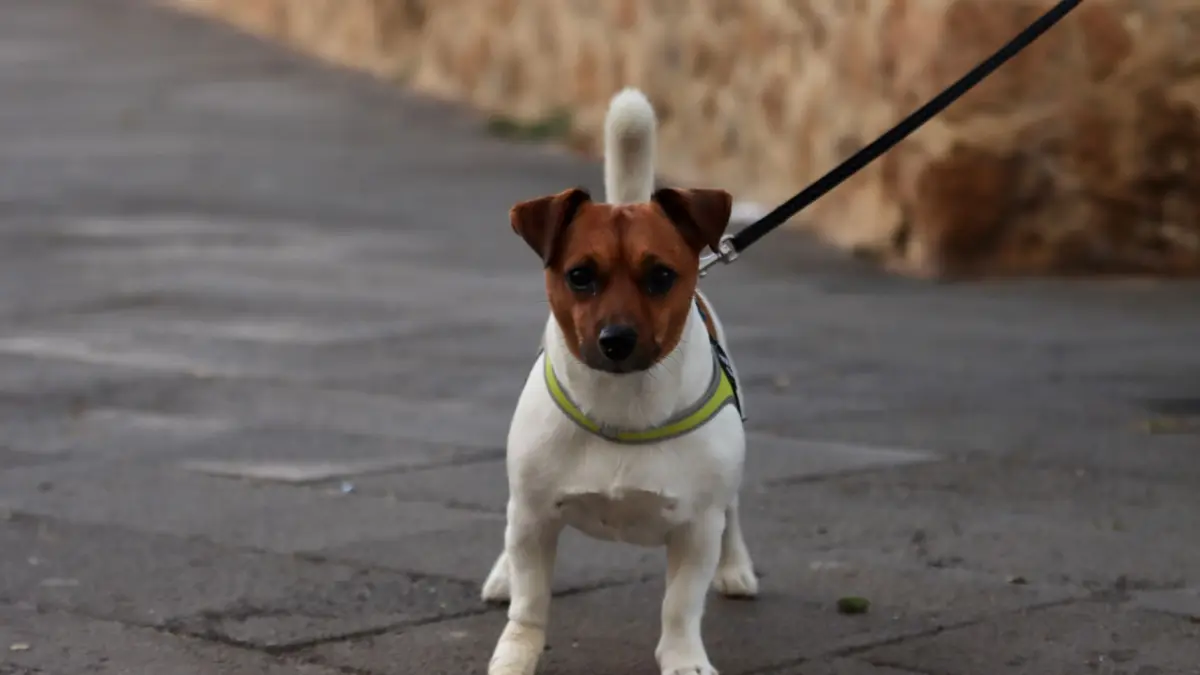 Adorable Jack Russell Terrier con correa, de pie sobre el pavimento de la calle.