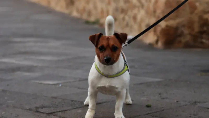 Adorable Jack Russell Terrier con correa, de pie sobre el pavimento de la calle.