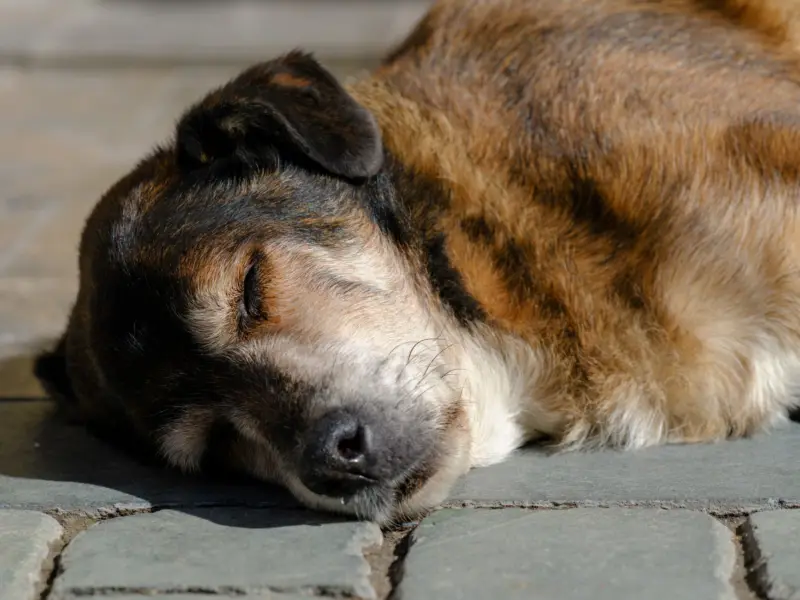 Primer plano de un perro durmiendo pacíficamente al aire libre en un día soleado, mostrando su actitud relajada.