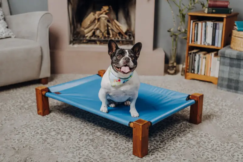 Lindo Bulldog Francés sentado en una cama elevada azul en interiores, mostrando una expresión alegre.