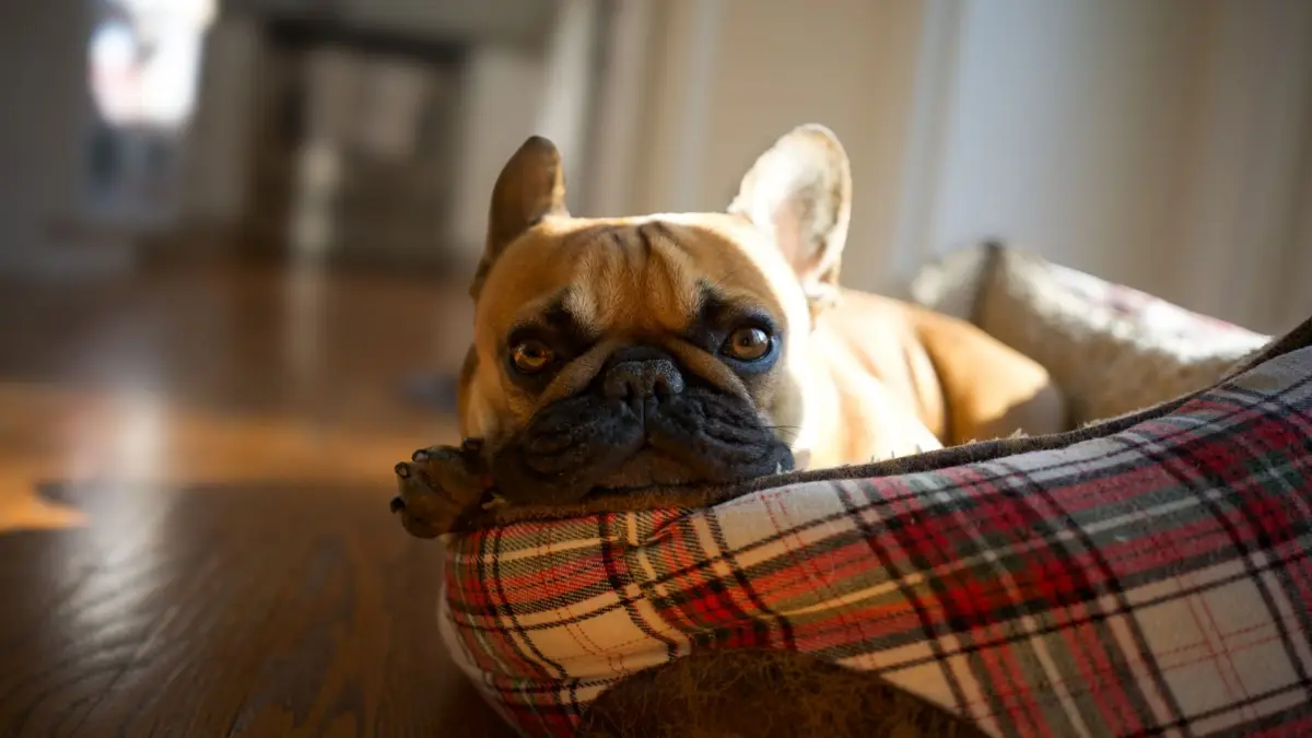 Adorable bulldog francés descansando en una cama a cuadros en un entorno interior iluminado por el sol.