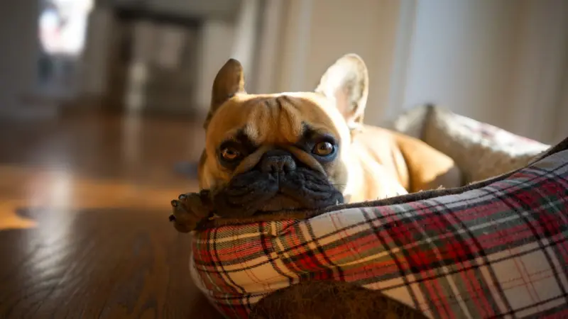 Adorable bulldog francés descansando en una cama a cuadros en un entorno interior iluminado por el sol.