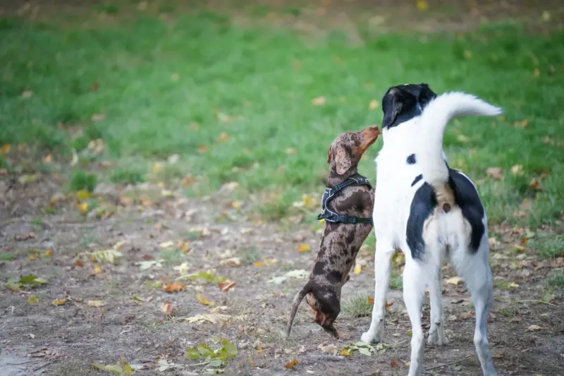 Dos perros, incluyendo un Dachshund y un mestizo, interactúan en un entorno vibrante de parque.
