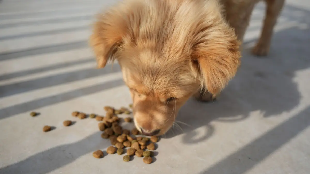 Un adorable cachorro dorado comiendo croquetas en un día soleado al aire libre. Perfecto para contenido relacionado con mascotas.