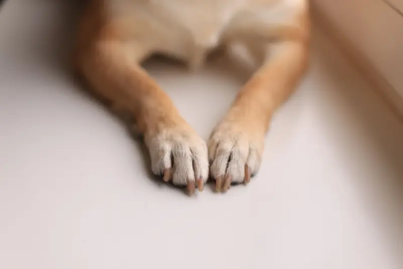 Un primer plano de las patas de un perro sobre una superficie blanca suave, enfatizando textura y detalle.