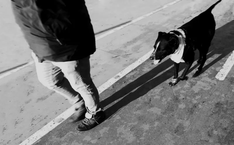 Foto en blanco y negro de un perro caminando al lado de su dueño en una calle soleada.