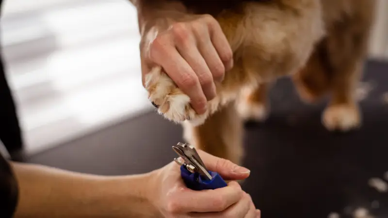 Una vista en primer plano del cuidado de mascotas centrada en la pata de un perro siendo cortada con tijeras especiales, destacando el cuidado y la precisión.