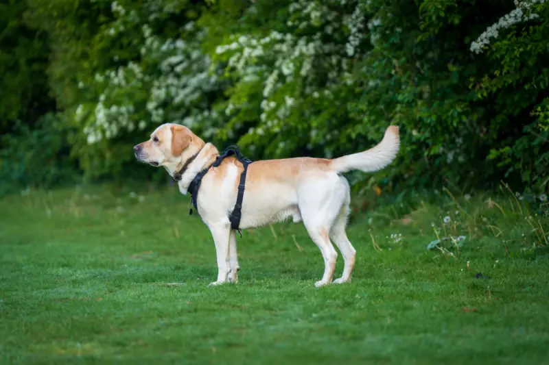 Perfil lateral de un Labrador Retriever en un entorno de jardín, mostrando estado de alerta y concentración.