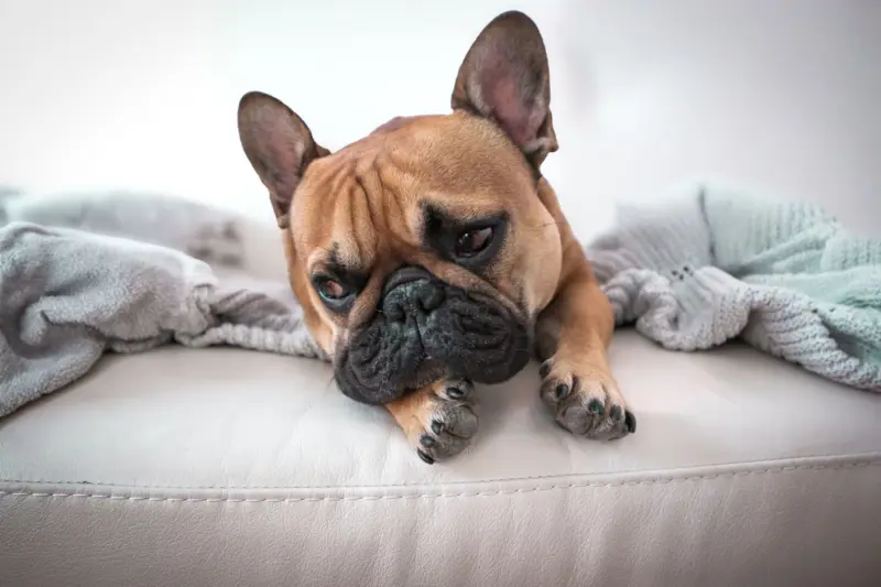 Encantador Bulldog Francés descansando en un acogedor sofá blanco con mantas suaves.