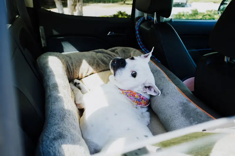 Un perro blanco relajado yace cómodamente en una cama blanda en el asiento trasero de un coche, disfrutando de la luz del sol.
