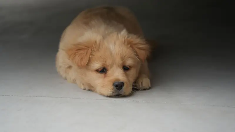 Lindo cachorro dorado acostado en el suelo, irradiando calma e inocencia.