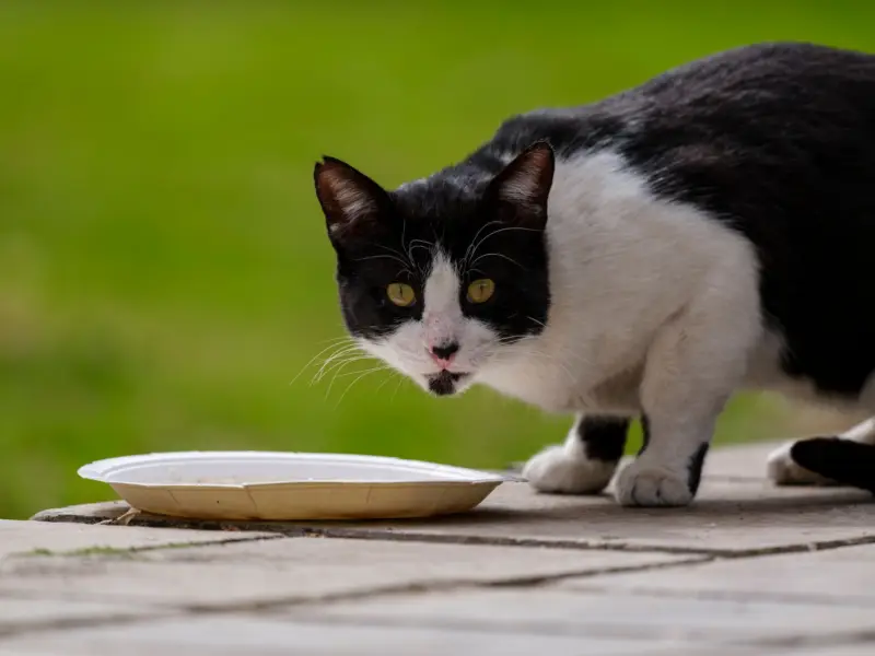 Adorable gato blanco y negro con un plato de comida, fotografiado al aire libre en un día soleado.