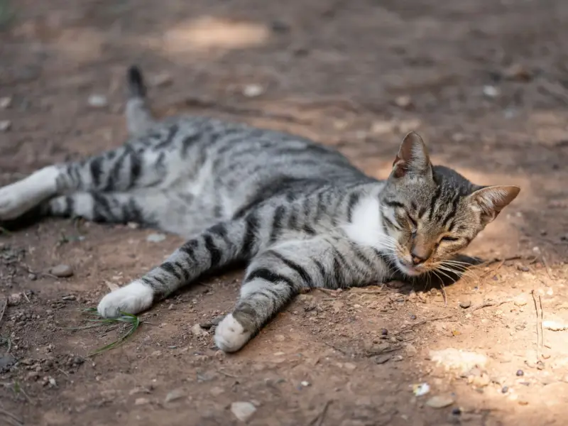 Un sereno gato atigrado descansa pacíficamente en el suelo en un entorno al aire libre, disfrutando del sol.