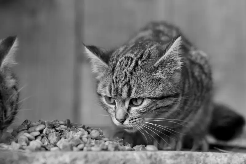 Una foto en blanco y negro de un gato atigrado comiendo. Capturada en Garešnica, Croacia.