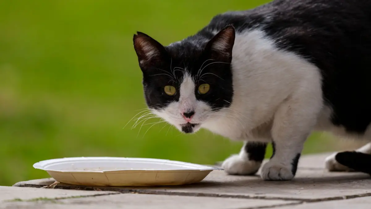 Adorable gato blanco y negro con un plato de comida, fotografiado al aire libre en un día soleado.