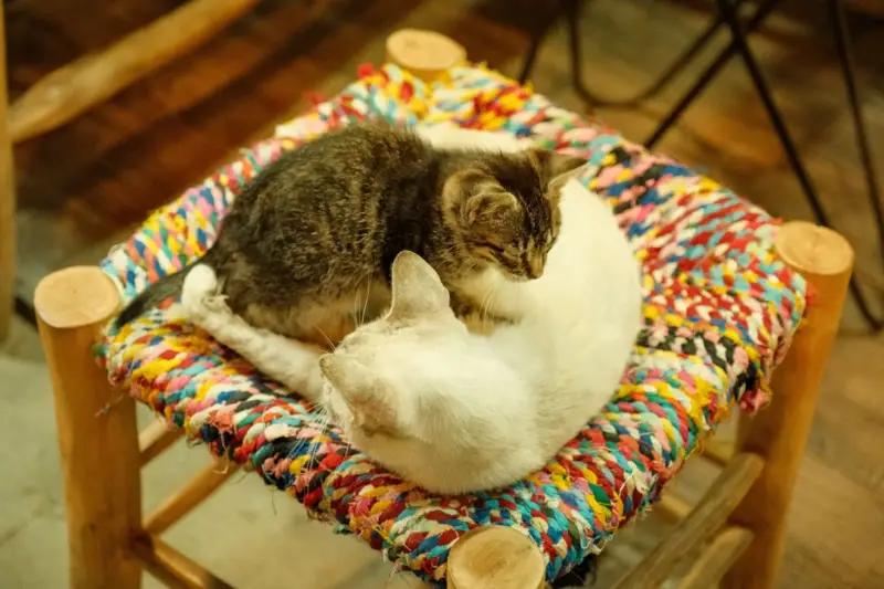 Dos gatos conviviendo en la misma casa: gato no tapa sus heces