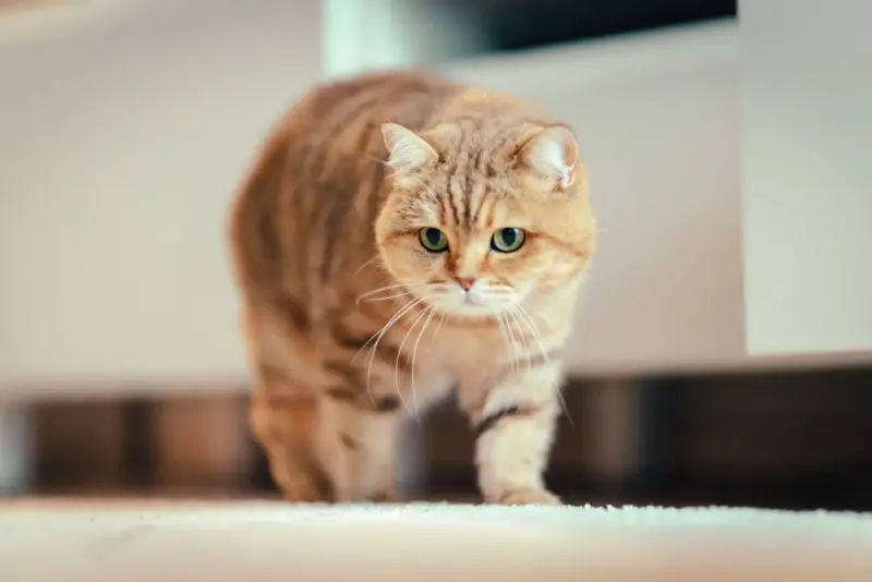 Gato mayor caminando despacio en casa — Dolor, artrosis y otras causas físicas por las que el gato no entierra sus heces