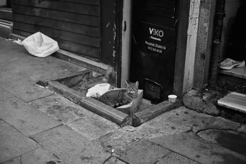 Arenero de gato con arena limpia en una esquina — El arenero y la arena: factores que influyen en que tu gato no tape sus heces