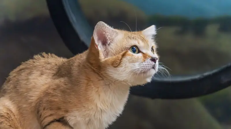 Gato saliendo de un arenero con arena: gato no tapa sus heces