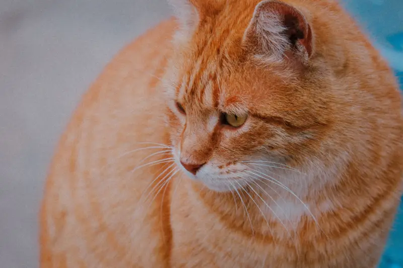 Retrato encantador de un gato atigrado naranja con ojos expresivos. Perfecto para amantes de las mascotas.