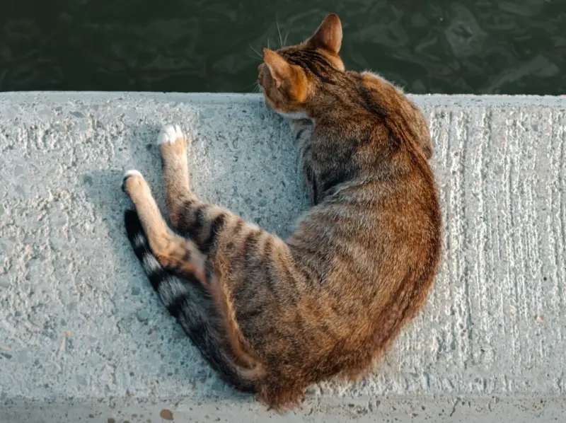 Un gato atigrado descansando en un muro de concreto junto a un cuerpo de agua, disfrutando de la calma del aire libre.