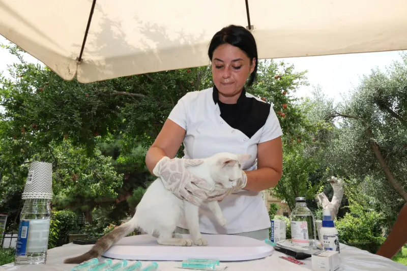 Un veterinario realiza un chequeo de salud a un gato bajo un toldo al aire libre.