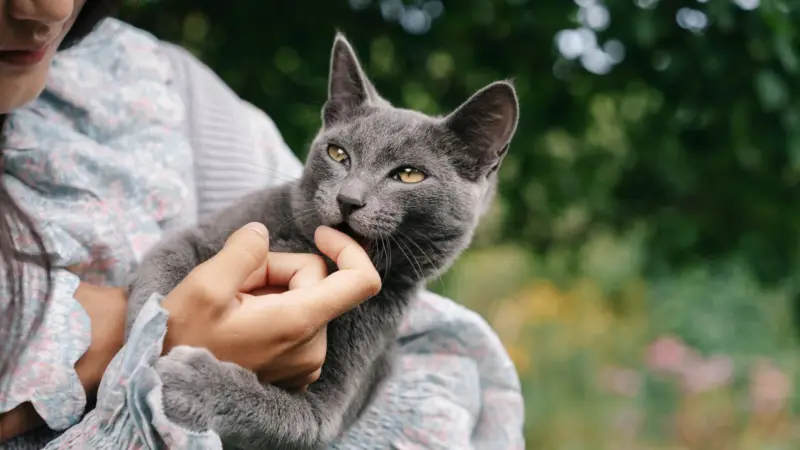 Retrato encantador de un gato gris mordisqueando juguetonamente la mano de una mujer, disfrutando de un día soleado al aire libre.