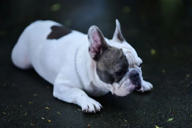 Un Bulldog Francés relajándose sobre una superficie mojada, destacando su pelaje único y expresión atenta.