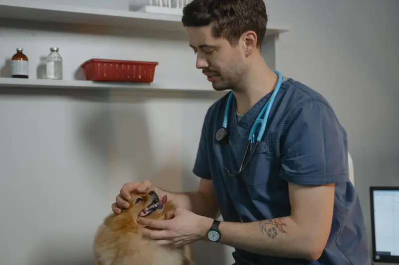 Veterinario examina a un perro Pomerania en un entorno clínico, mostrando el cuidado de animales.