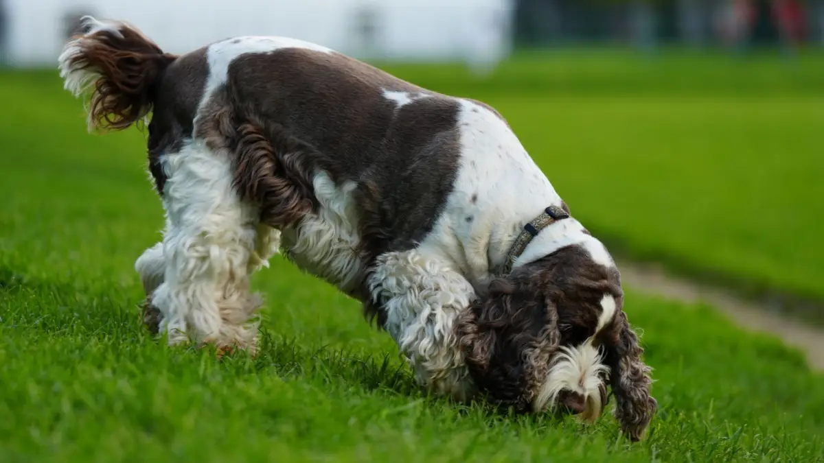 Un lindo perro Spaniel olfateando la hierba en un pintoresco parque de París, mostrando su curiosidad y juguetonía.
