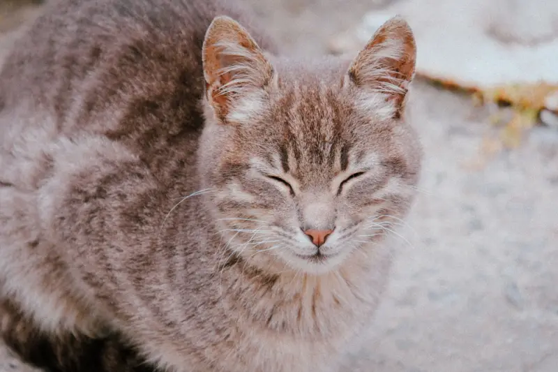 Un gato atigrado sereno con los ojos cerrados disfrutando de un momento tranquilo al aire libre, capturado en un tono suave y apagado.