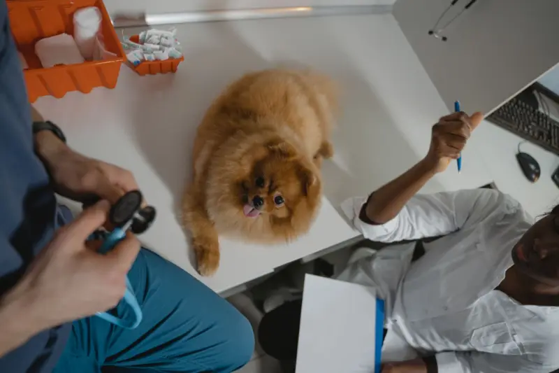 Un perro Pomerania esponjoso recibiendo un chequeo médico en una clínica veterinaria, atendido por profesionales.