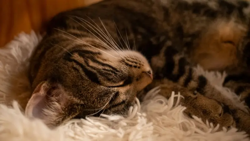Una imagen serena de un gato atigrado durmiendo pacíficamente sobre una manta blanca y esponjosa, creando una atmósfera cálida y acogedora.