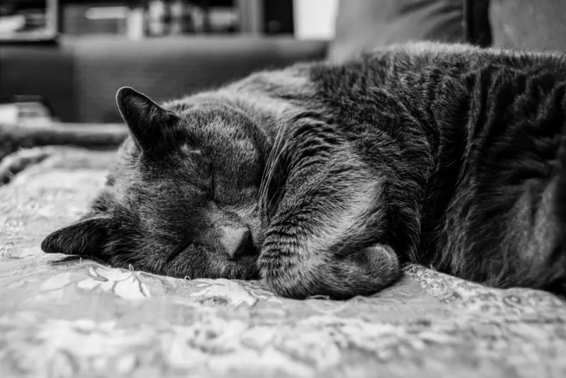 Una imagen serena en blanco y negro de un gato durmiendo en un acogedor sofá en el interior.