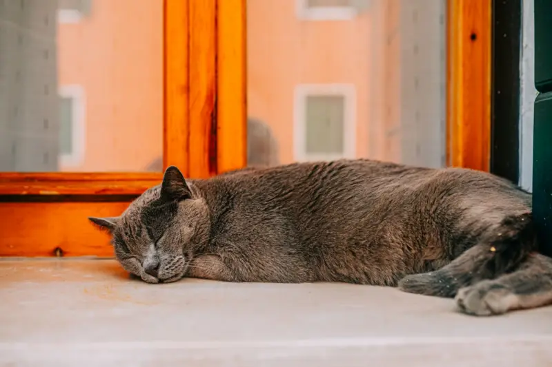 Un sereno gato gris durmiendo en el alféizar de una ventana, en el interior de una casa, transmitiendo tranquilidad.