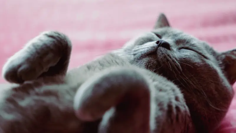 Un adorable gato británico shorthair tumbado cómodamente sobre una manta rosa, disfrutando de una siesta tranquila.